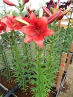 [5130 Armandale VZ No02.JPG]